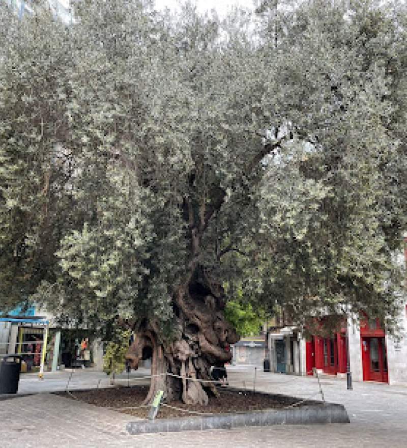 Ver Teléfono de El Árbol de la Vida